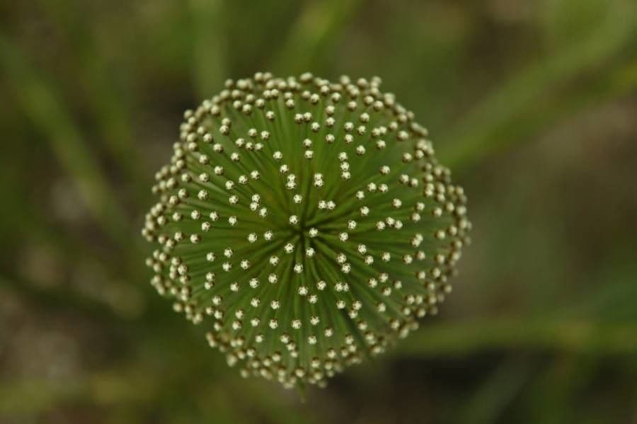 Paepalanthus 3