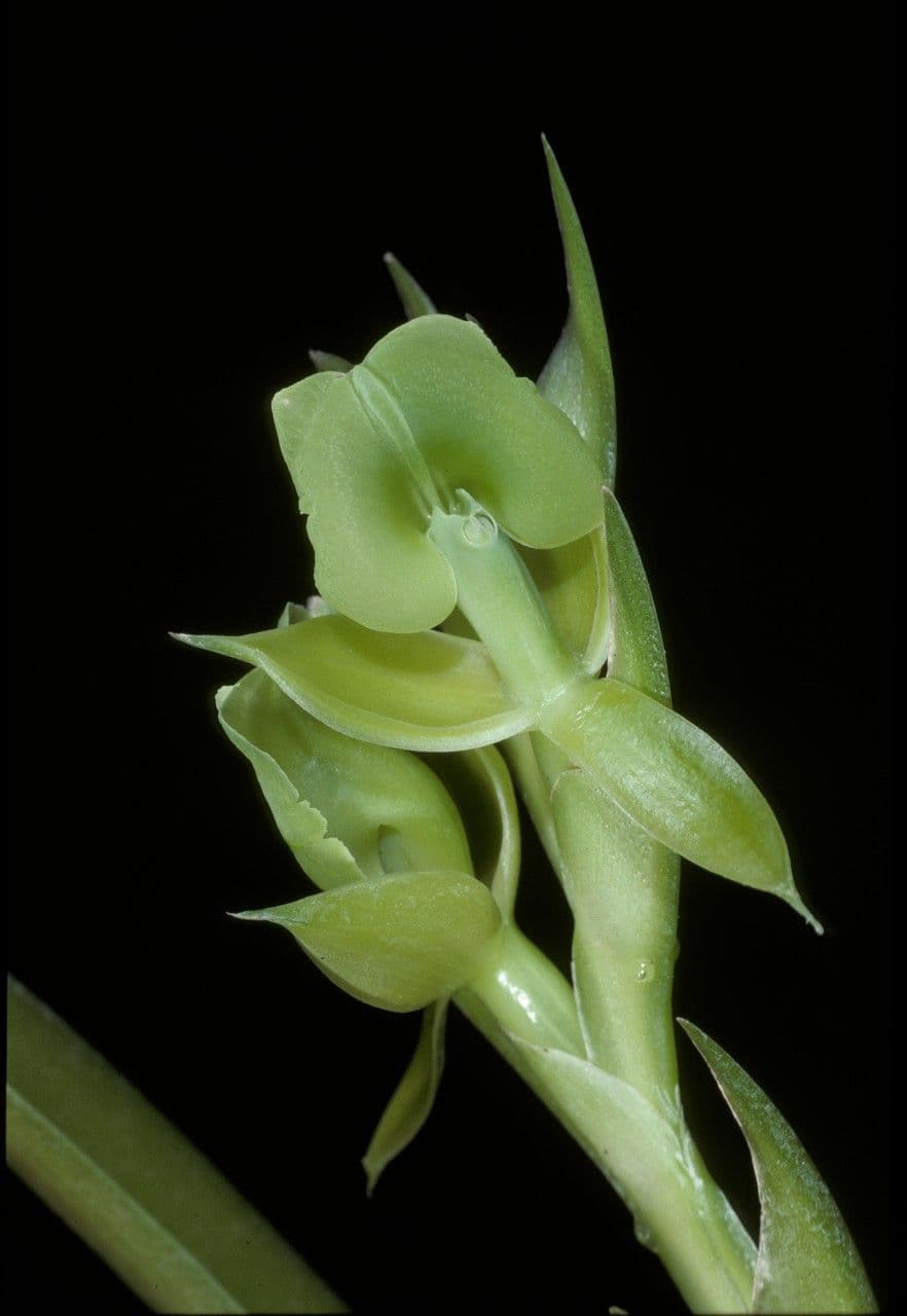 Epidendrum 3