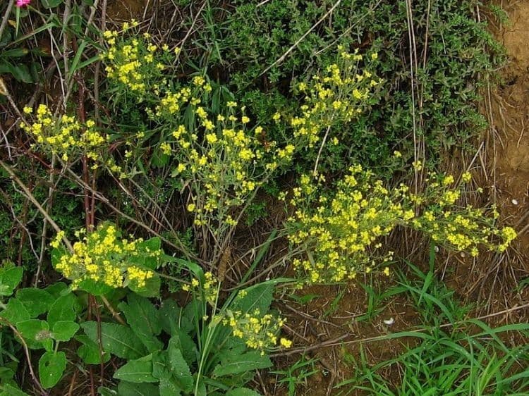 Aurinia petraea 9
