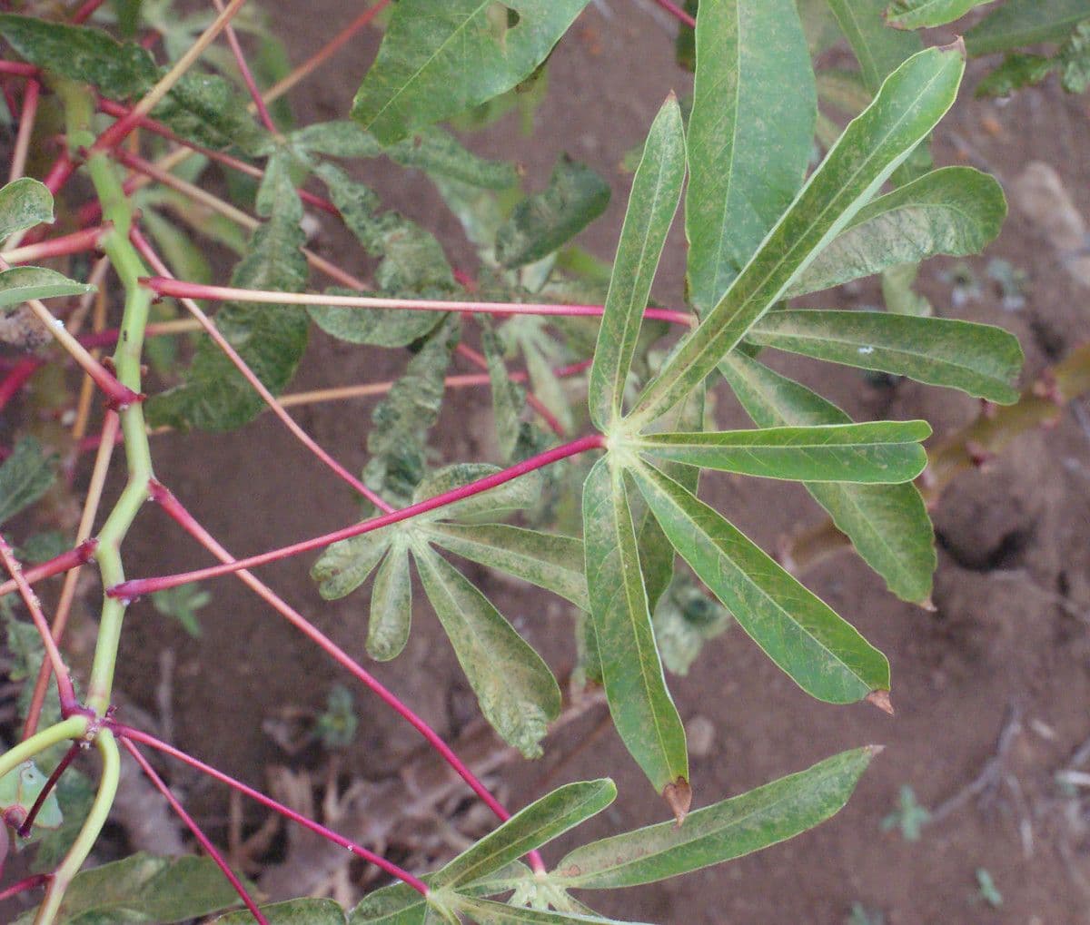 Zanthoxylum 12