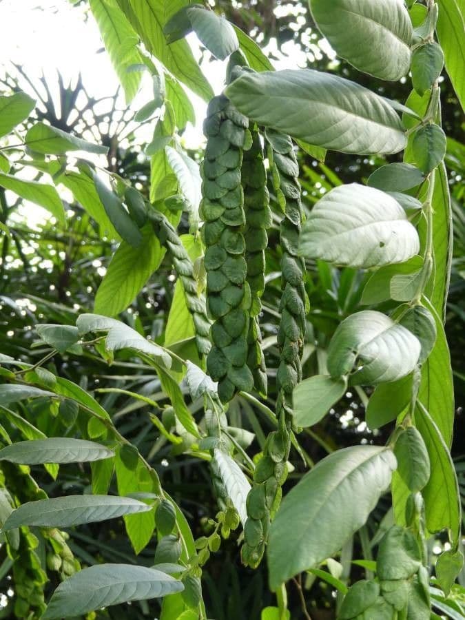 Phyllodium 8