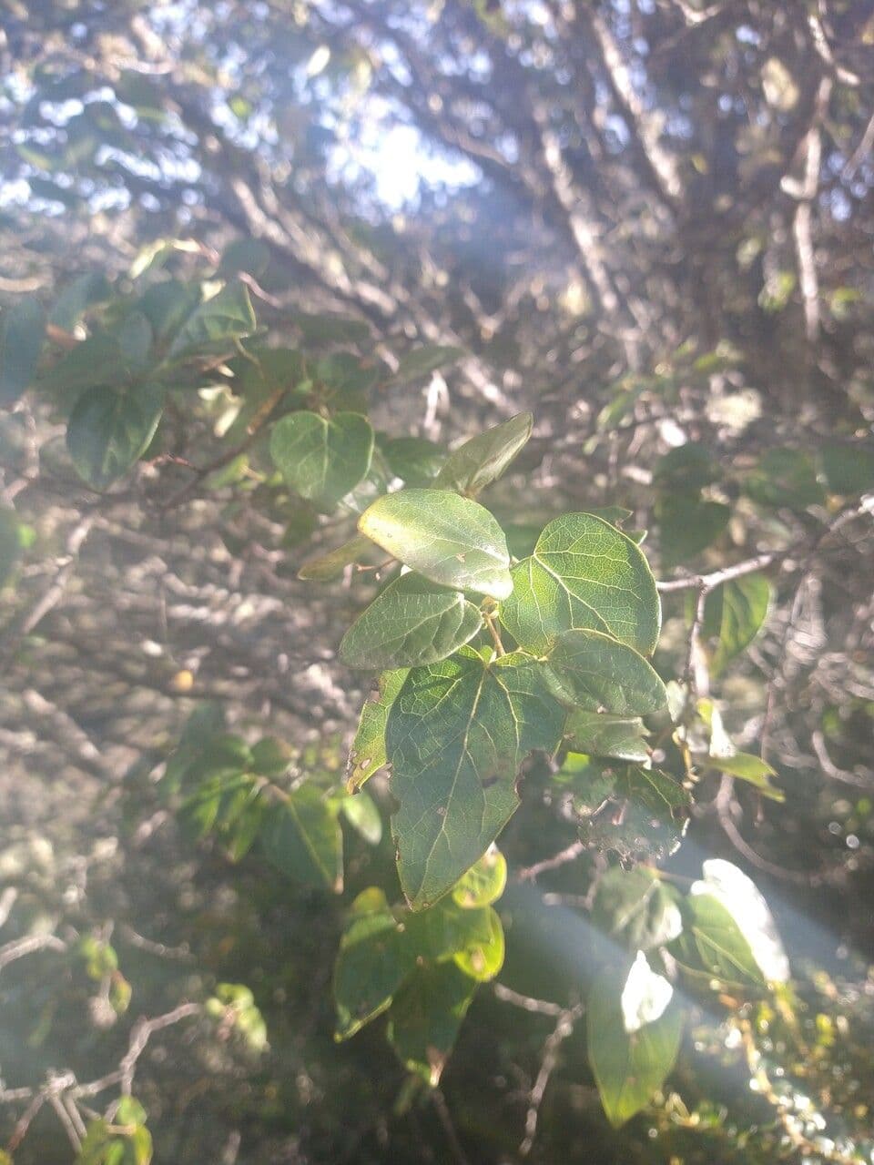 Vallea stipularis 5