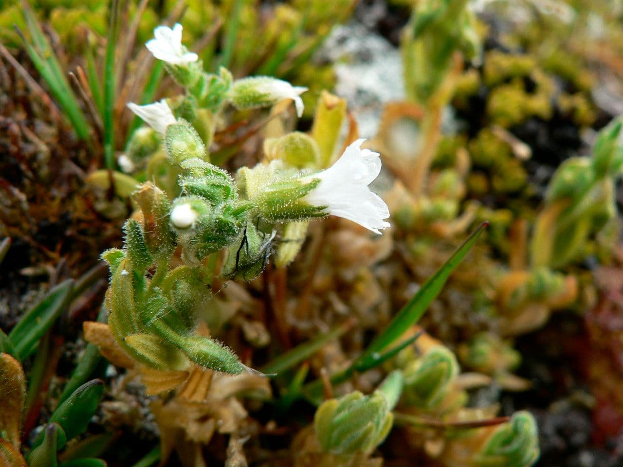 Cerastio 3