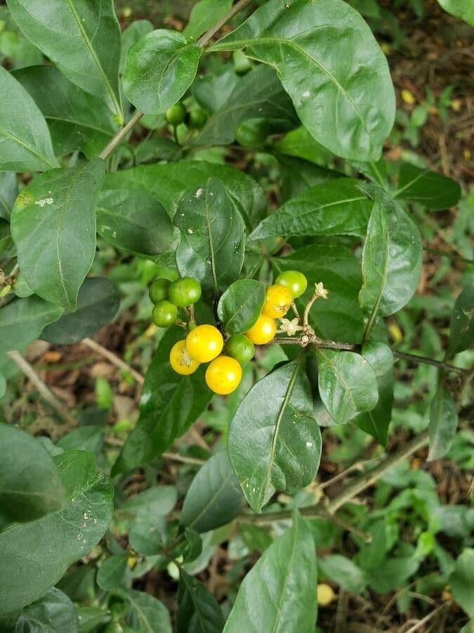 Solano de dos hojas 3