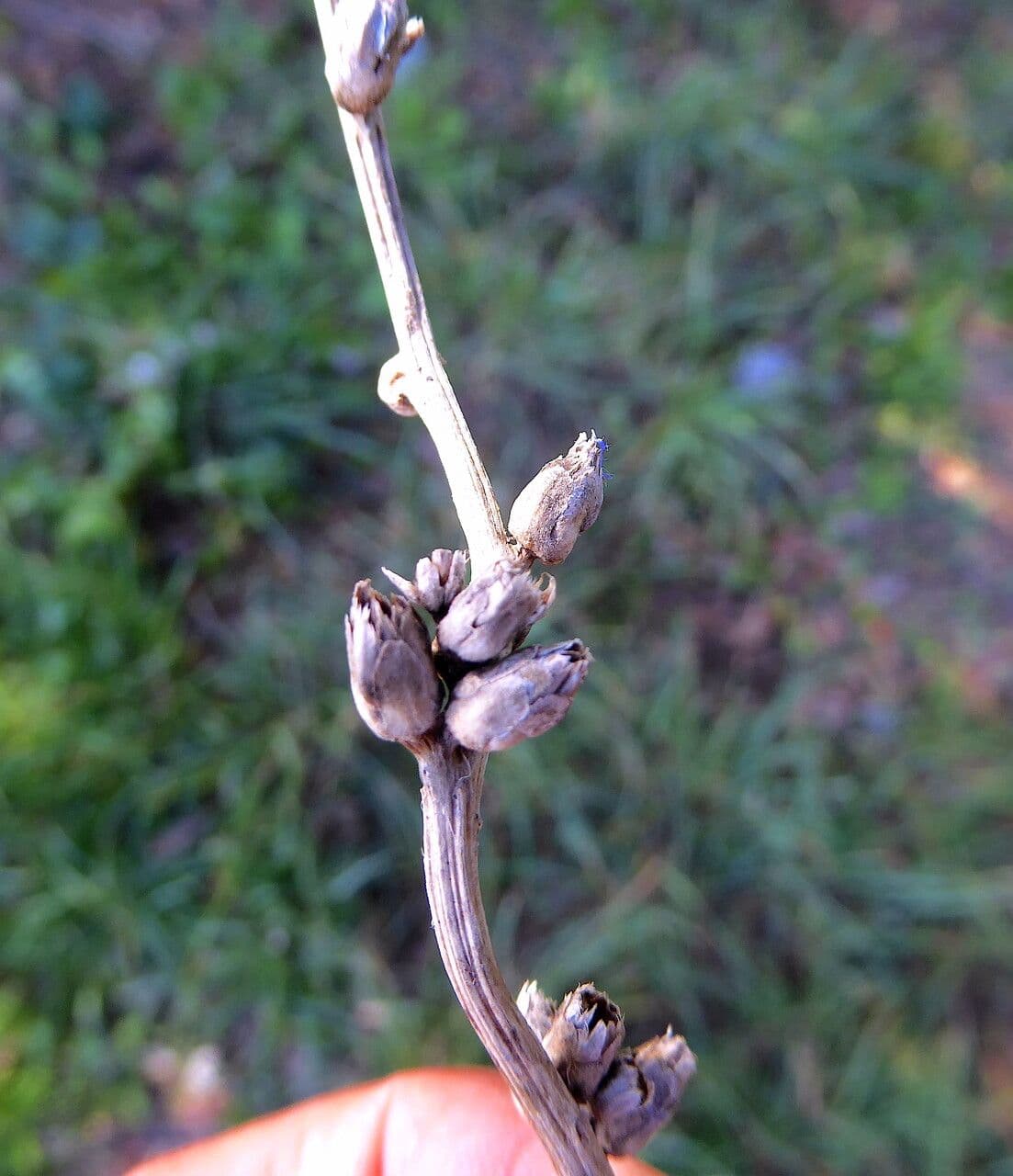 Cicoria comune 3