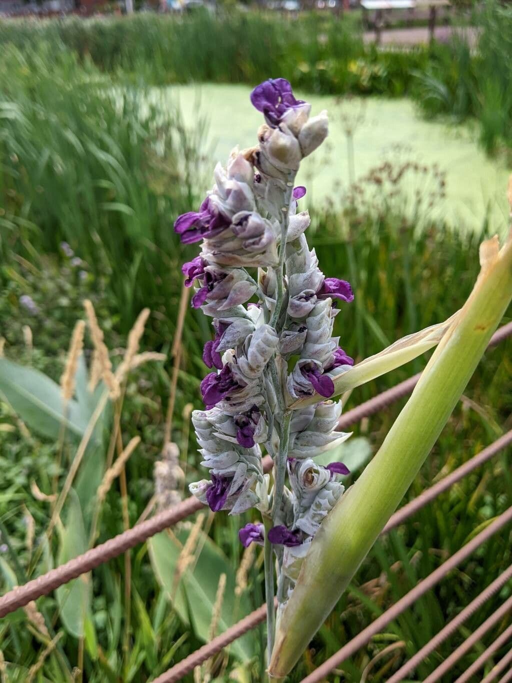 Thalia dealbata 3