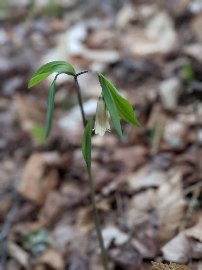 Uvularia puberula 2