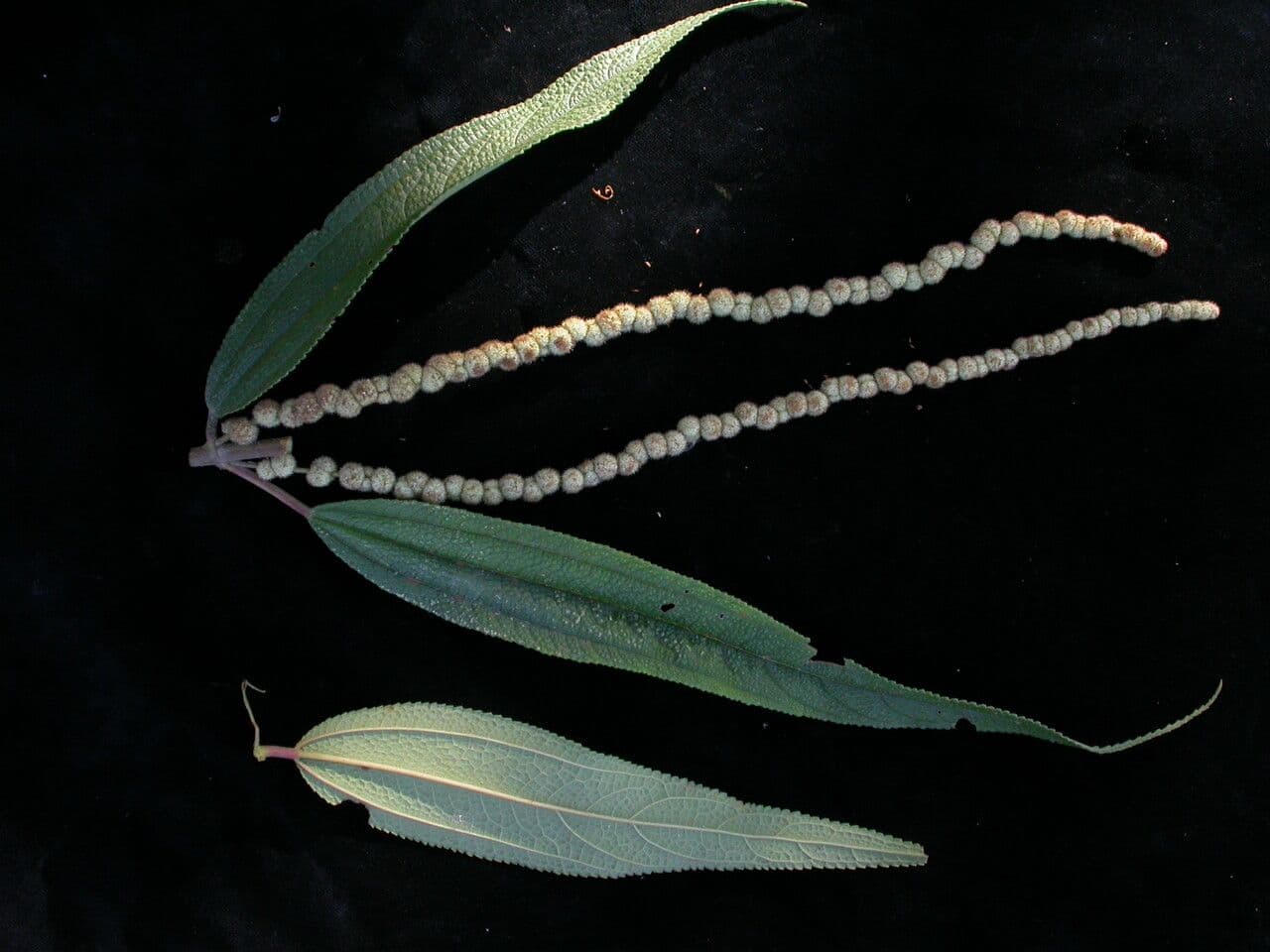 Schlanke Scheinnessel 10
