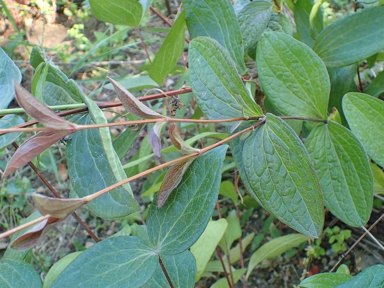 Einfache Clematis 11