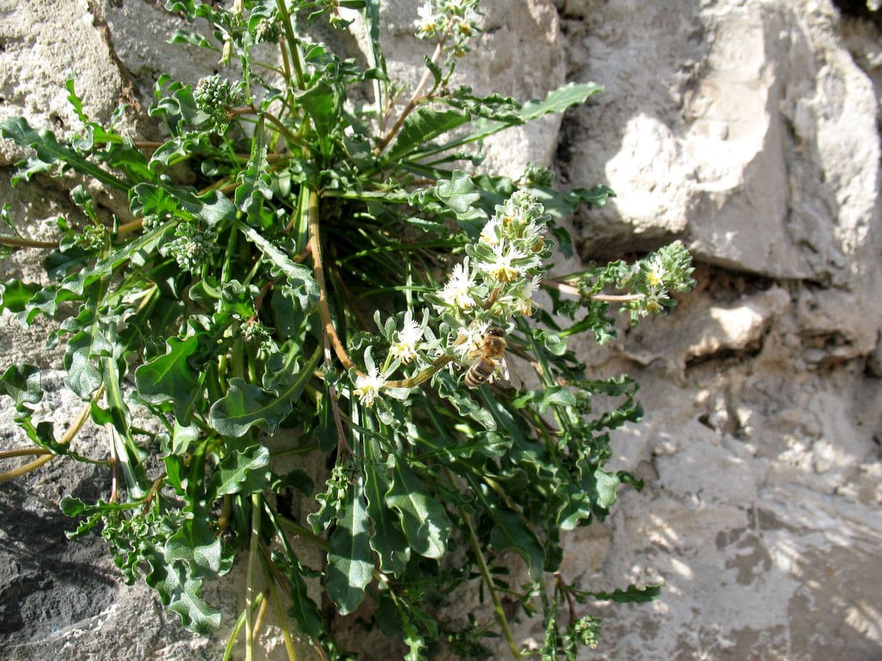 Reseda comune 14