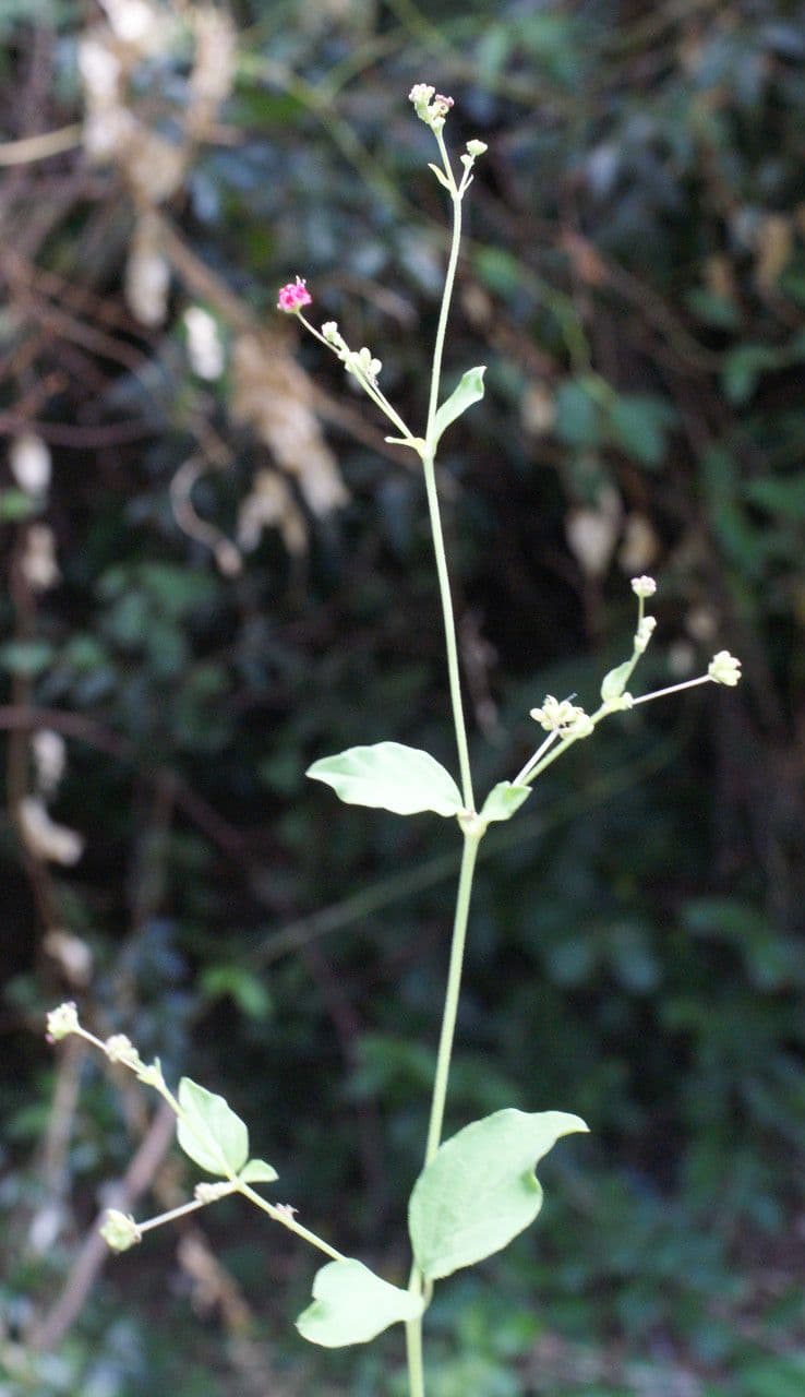 Boerhavia diffusa 12