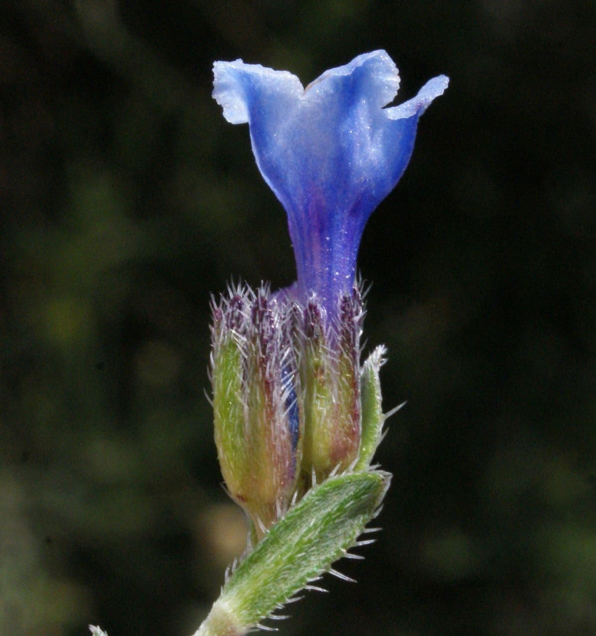 Lithodora