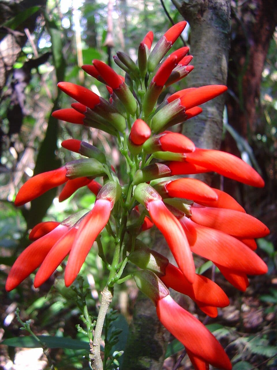 Dahlstedtia