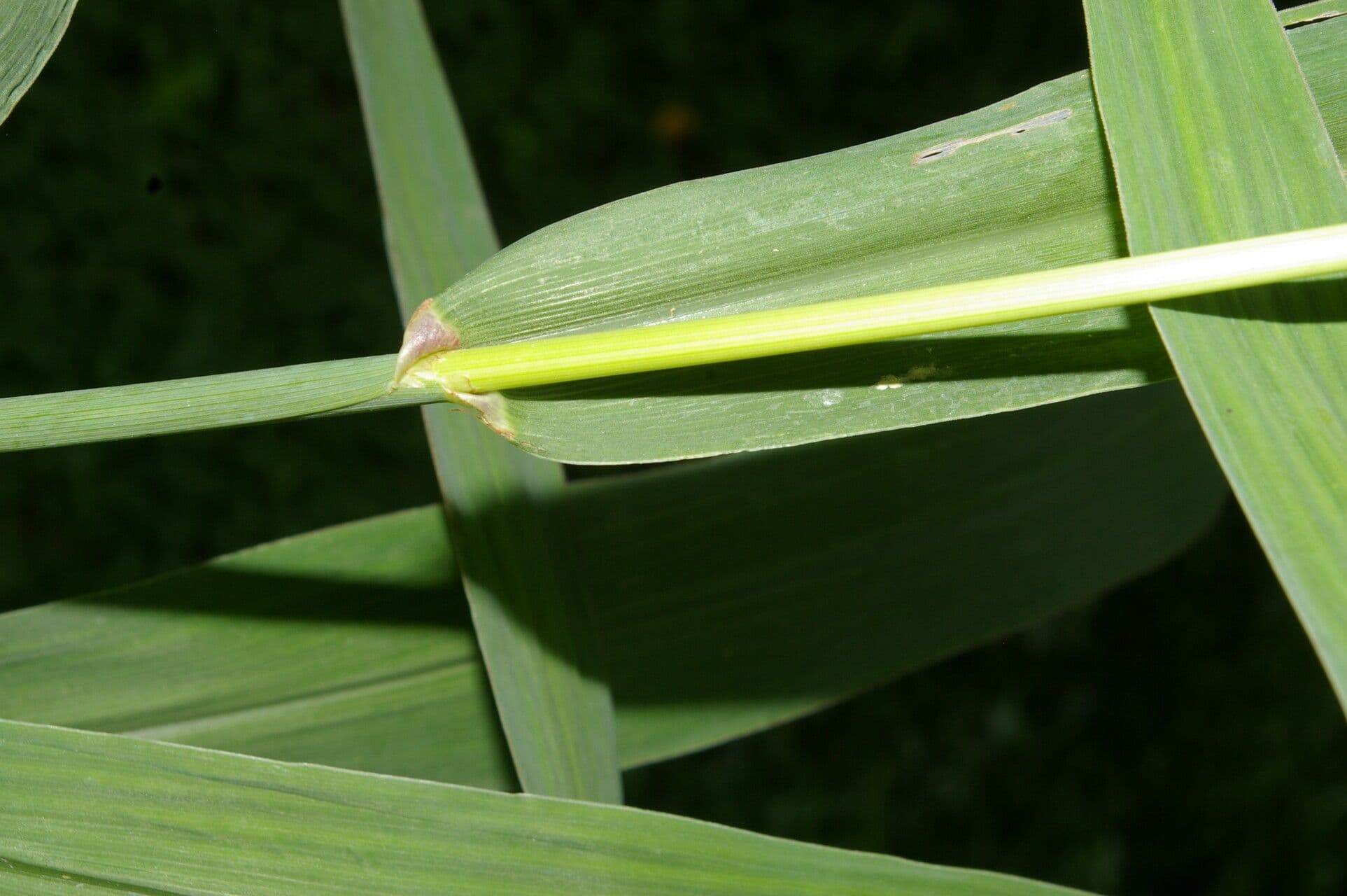Erba gru 8