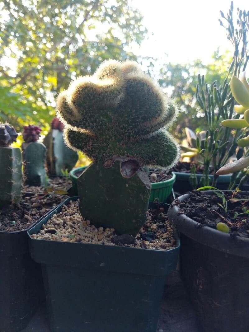 Cactus 7