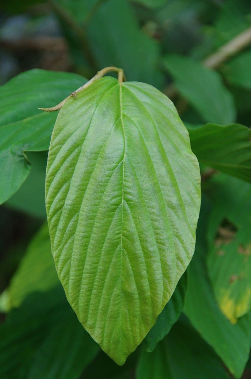 Flemingia strobilifera 18