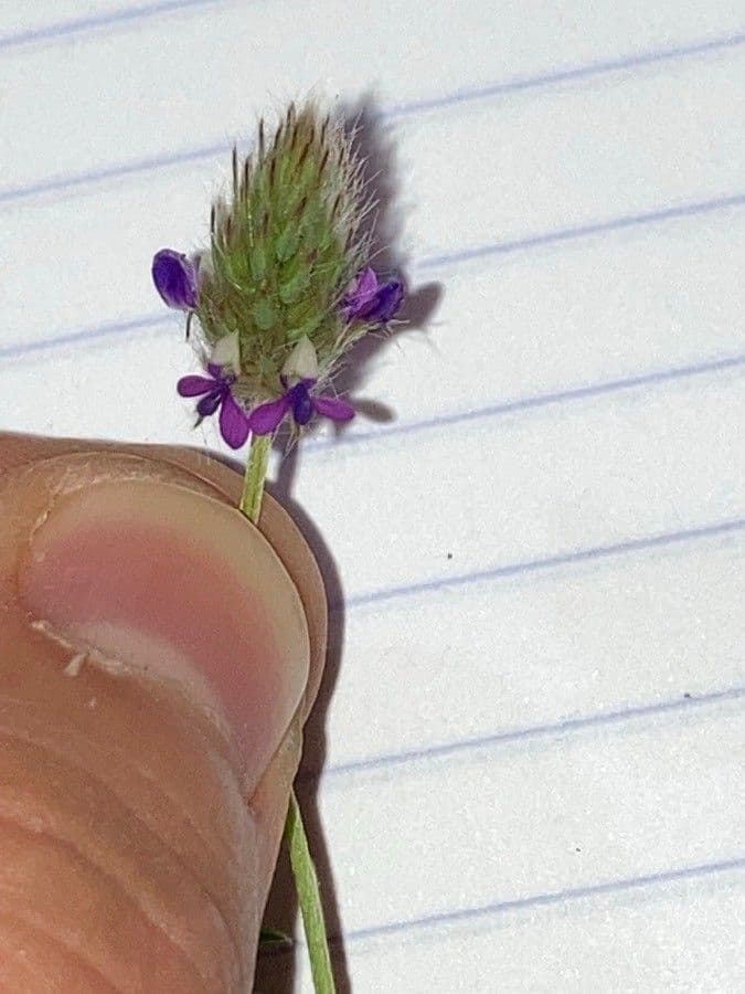 Dalea 3