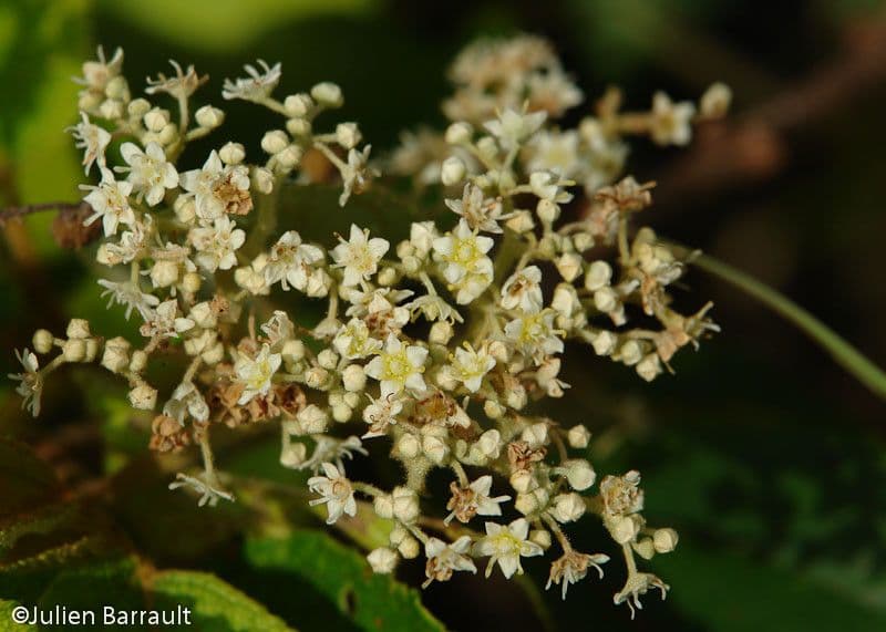 Commersonia bartramia 6