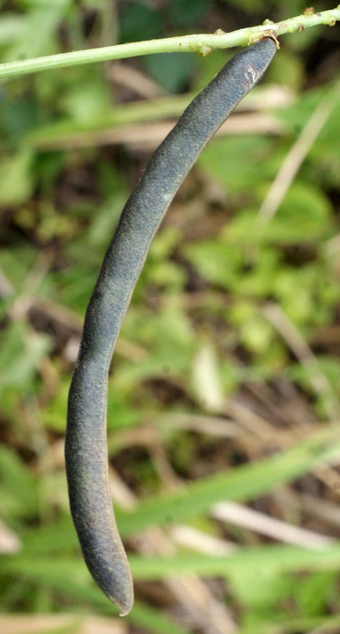 Vigna luteola 3