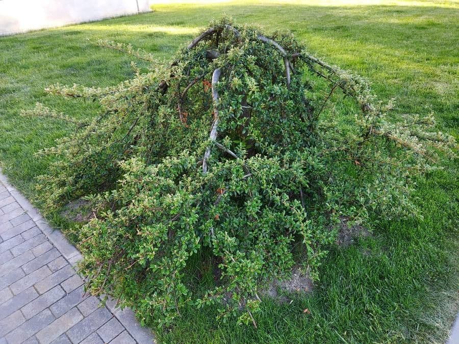 Cotoneaster di Dammer 11