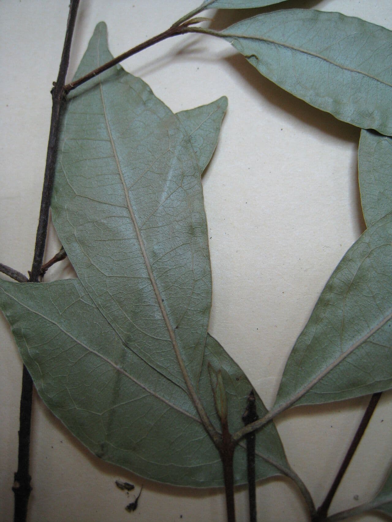 Eugenia patrisii 9