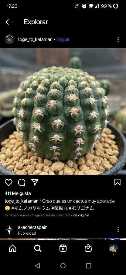 Cactus mento 3