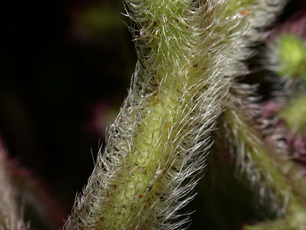 Miconia 20