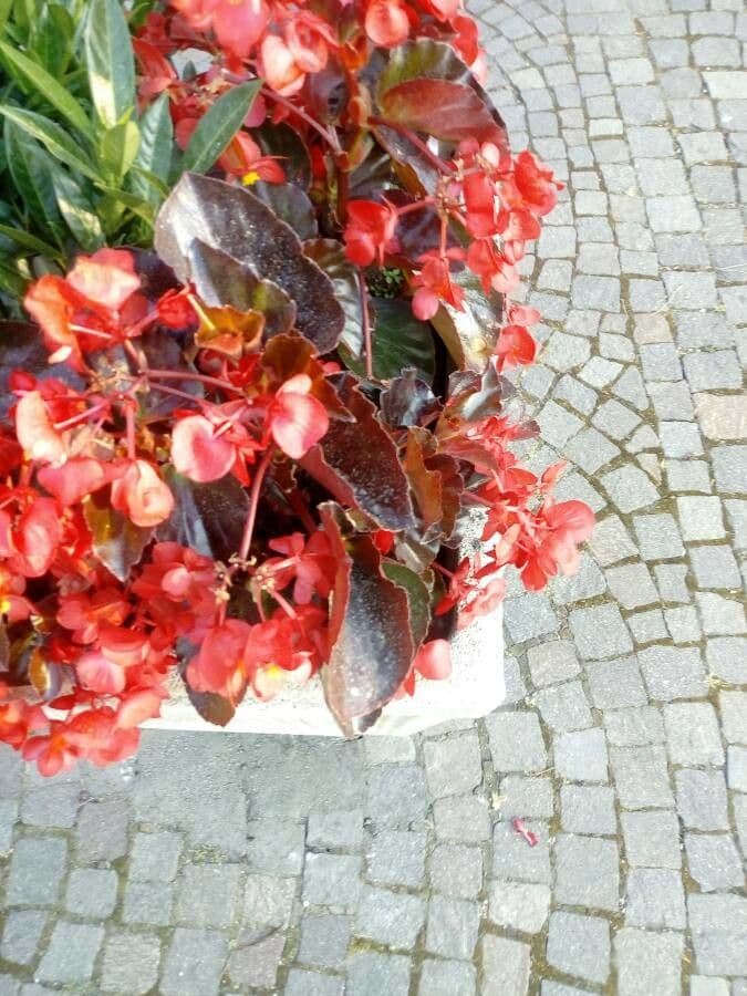 Begonia cucullata 28