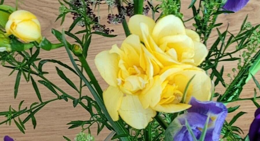 Freesia
