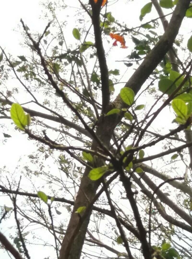 Cordia dodecandra 7