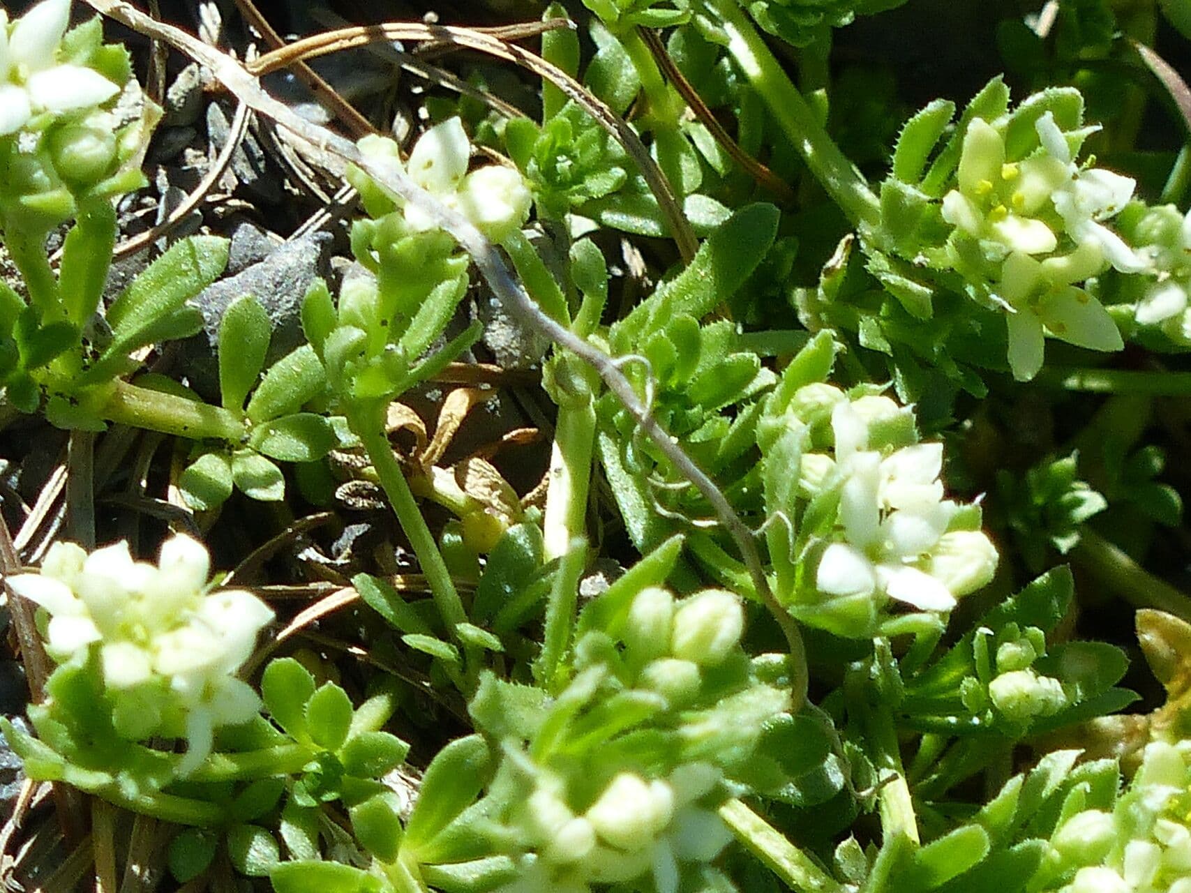 Großsamiges Galium 11