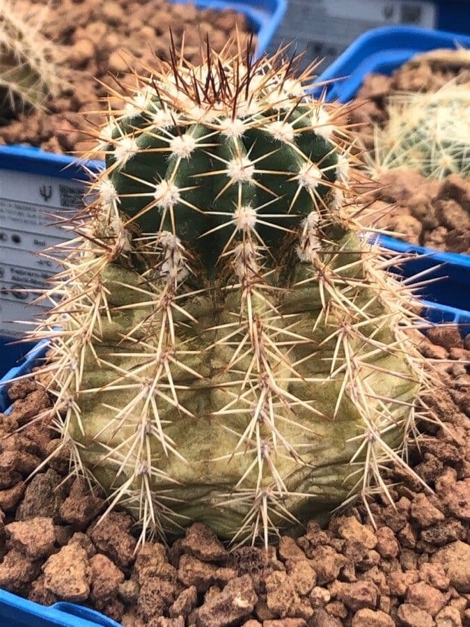 Biznaguita