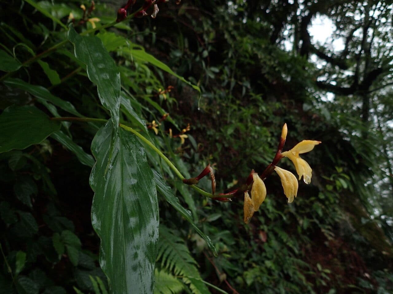 Cautleya 9
