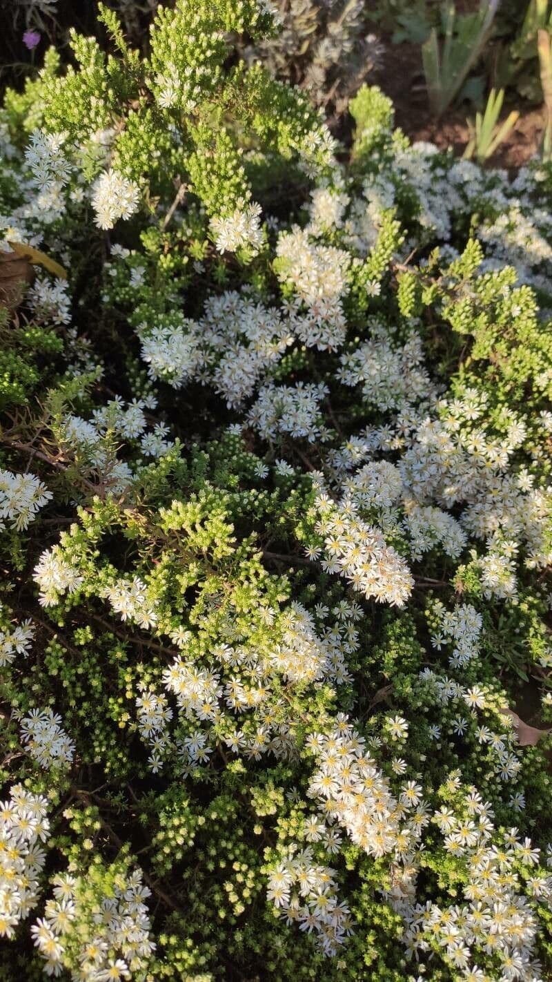 Heide-Herbst-Aster 7