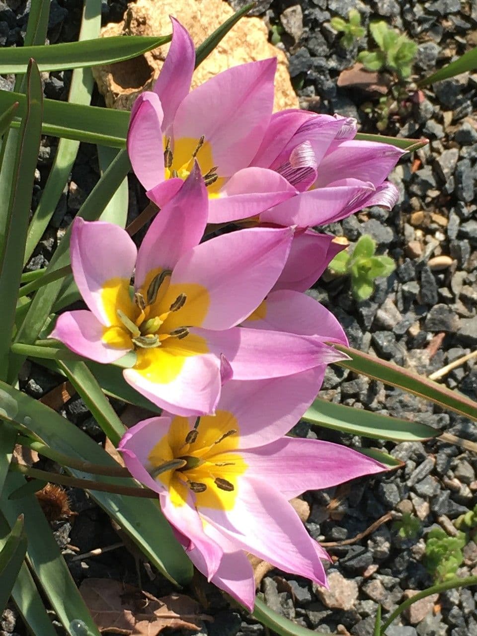 Tulipano 17