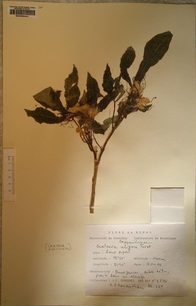 Crateva religiosa 8