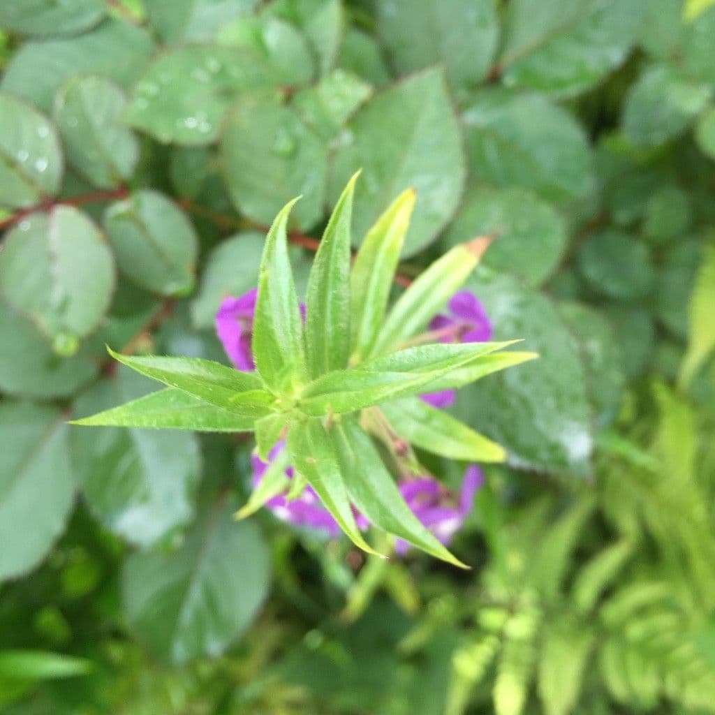 Angelonia 13