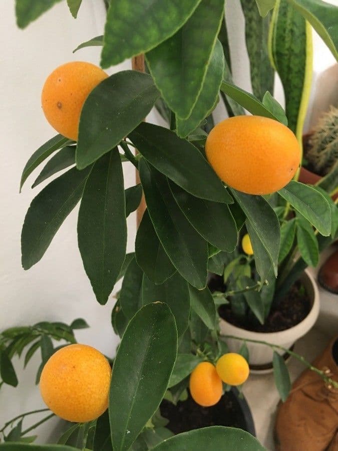 Kummerquats 4