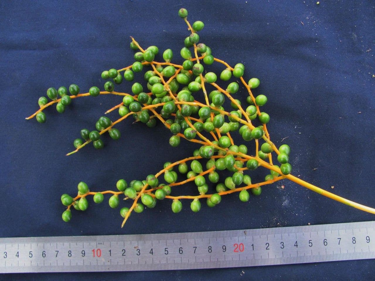 Chamaedorea 6