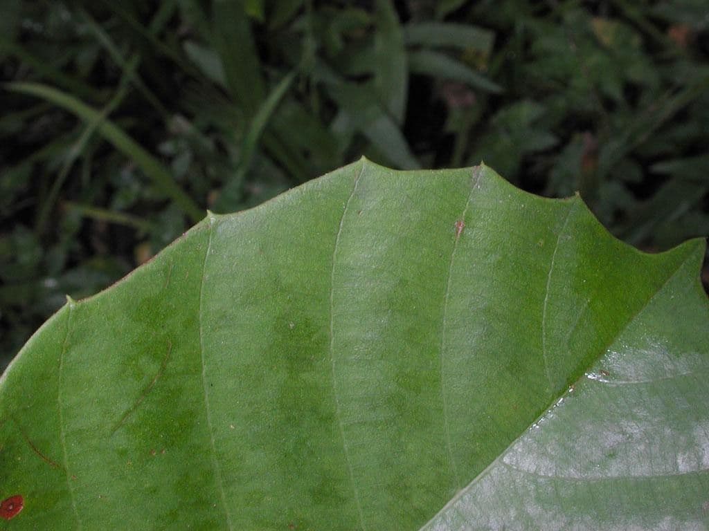 Doliocarpus multiflorus 10