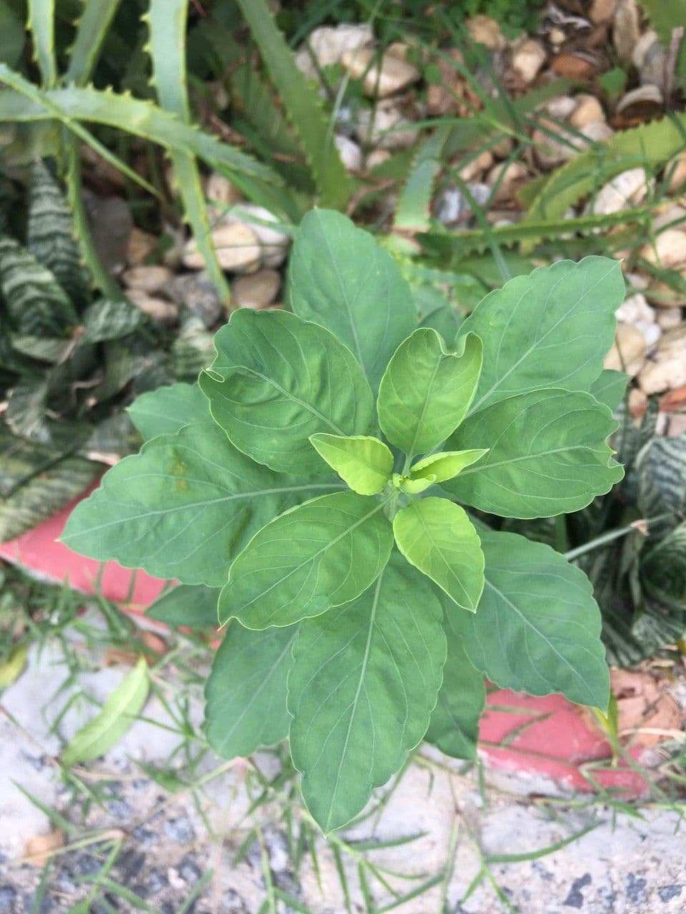 Cilantro de monte 19