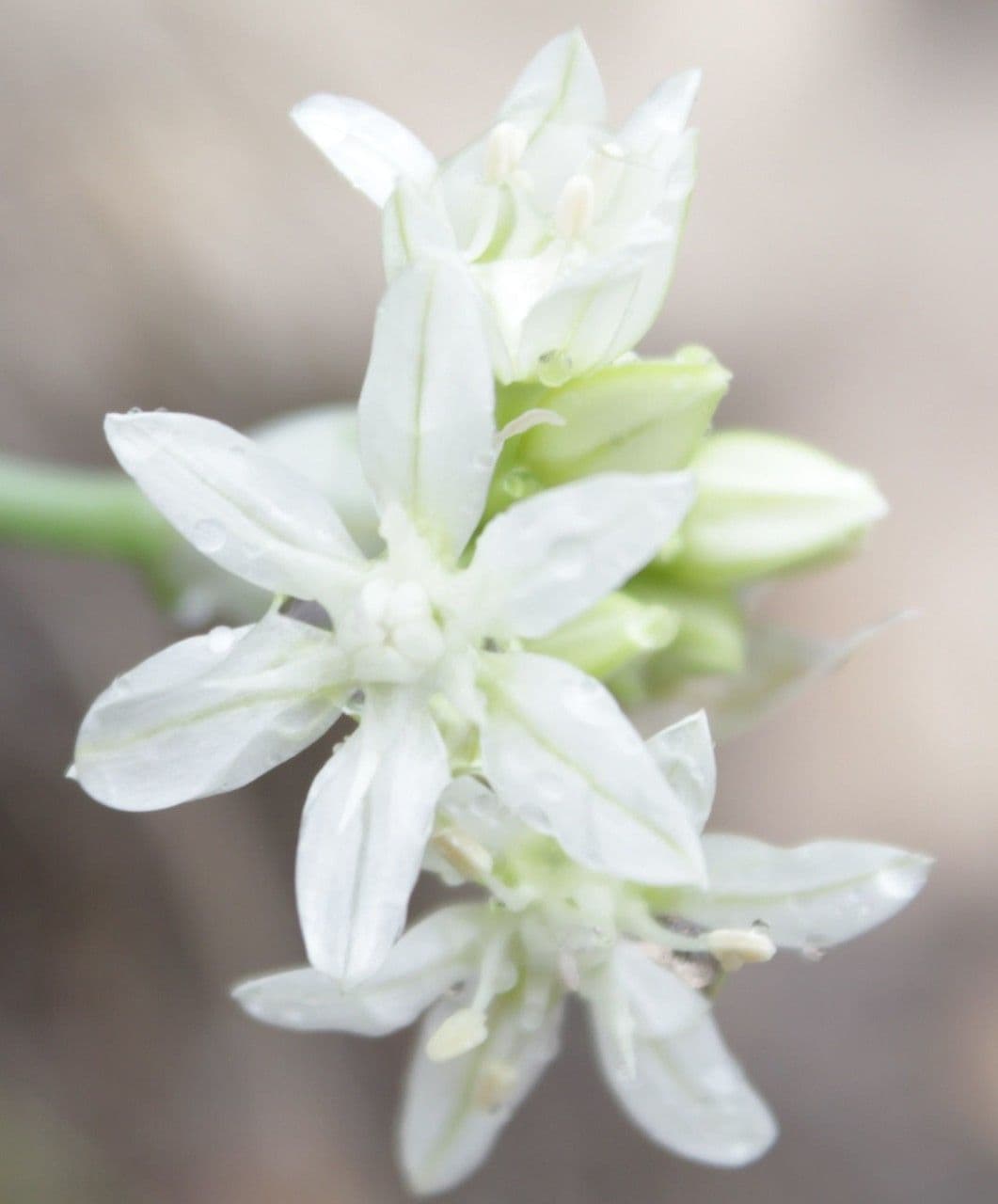 Cebula Drummonda 2