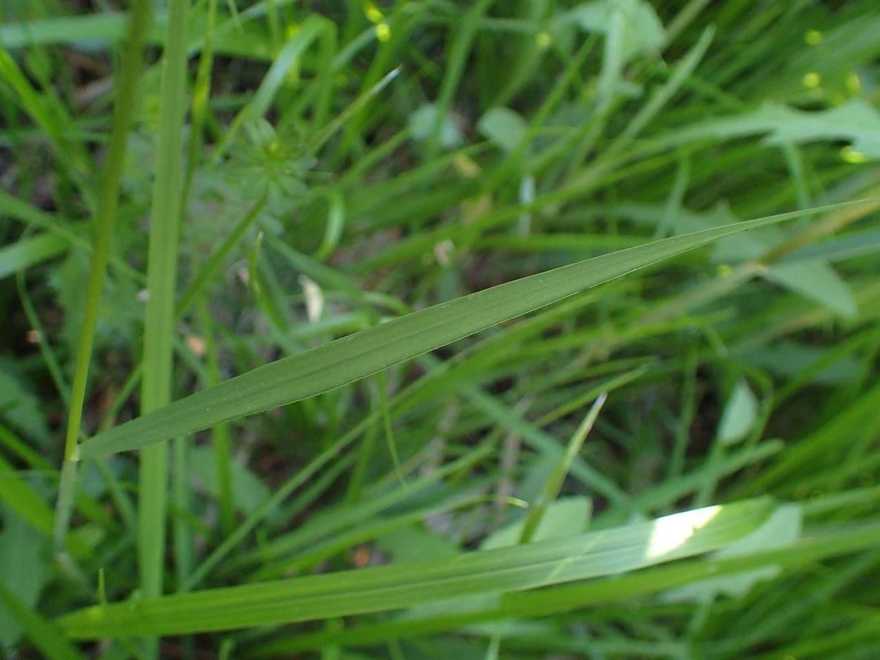 Brachypode penné 19