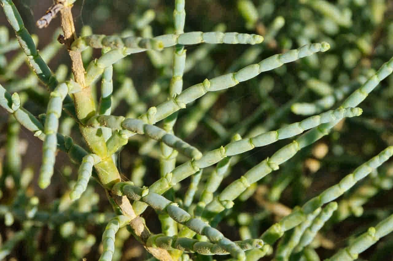 Haloxylon 5