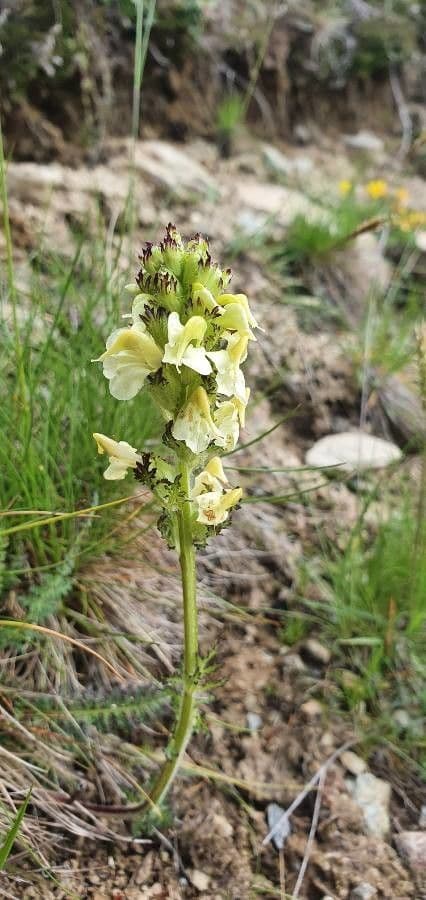 Pedicularis tuberosa 9