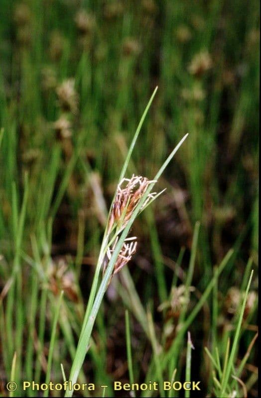 Rincoespora parda 19
