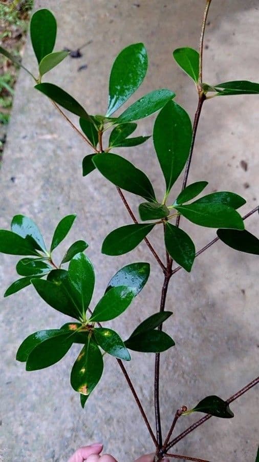 Ternstroemia 6