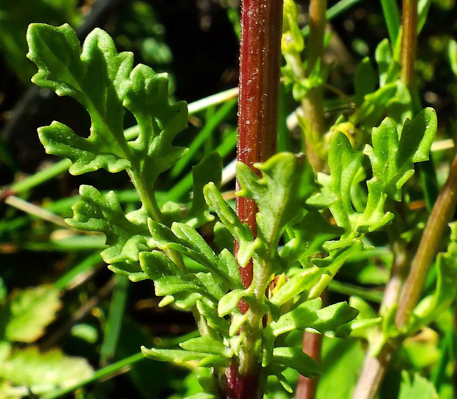 Senecio elegante 17