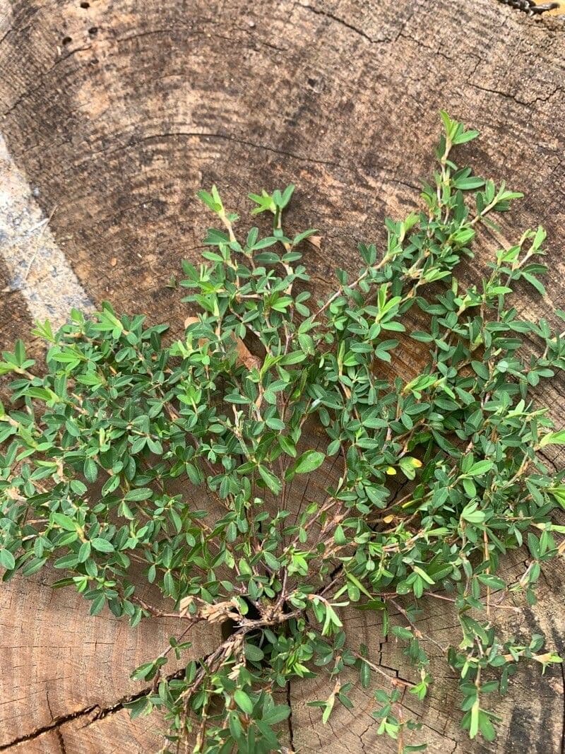 Kummerowia striata 15