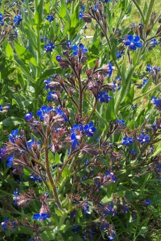 Buglossoides azzurra 7